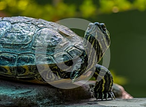 Terrapin turtle closeup in a zoo