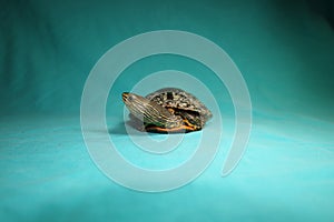 Terrapin, turtle on a green background. Caspian turtle or striped neck terrapin