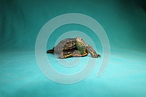 Terrapin, turtle on a green background. Caspian turtle or striped neck terrapin