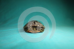 Terrapin, turtle on a green background. Caspian turtle or striped neck terrapin