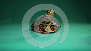 Terrapin, turtle on a green background. Caspian turtle or striped neck terrapin