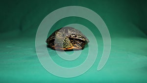 Terrapin, turtle on a green background. Caspian turtle or striped neck terrapin