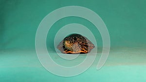 Terrapin, turtle on a green background. Caspian turtle or striped neck terrapin