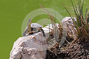 Terrapin turtle portrait.