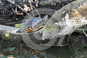 Terrapin turtle in a small river