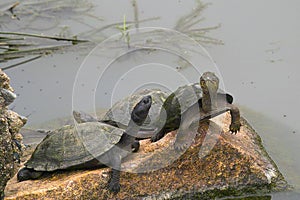 Terrapin turtles