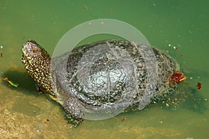 Terrapin in water