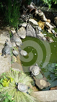 Terrapins asleep in the sun