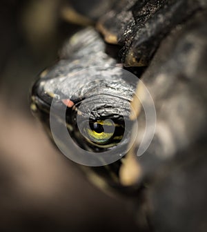 Terrapins_eye_close_up