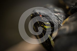 Terrapins_eye_close_up