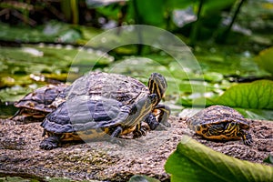 Terrapins lie on a rock in the water.