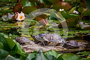 Terrapins lie on a rock in the water.