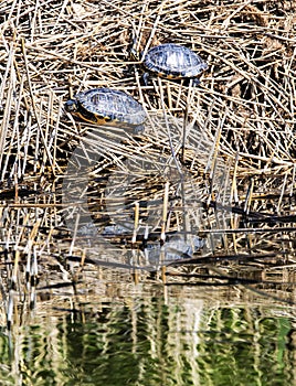 Terrapins nesting in the Hampton`s Wildlife Reserve