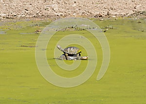 Terrapins