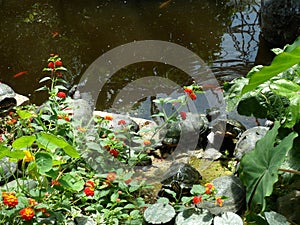 Terrapins and red flowers