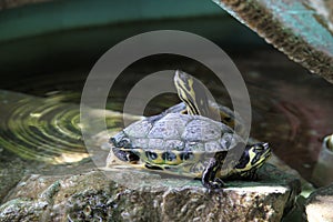 Terrapins on a rock.