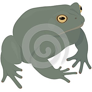 Terraqueous animal, green toad vector illustration