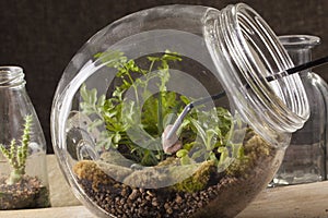 Terrarium