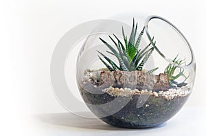 Terrarium against background