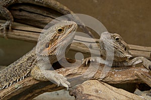 Terrarium with Bearded Dragons