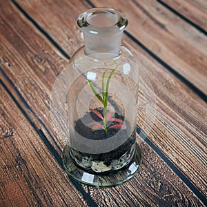 Terrarium bottle decorated with small trees