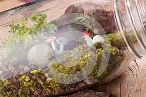 A terrarium bottle