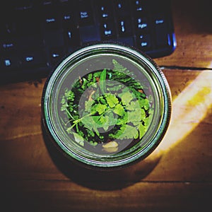 Terrarium bottle and plants. Blur background