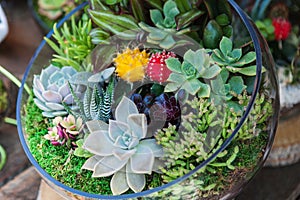 Terrarium with cactus succulent plant