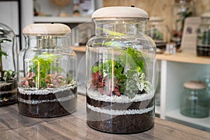 Terrarium and flower arrangement