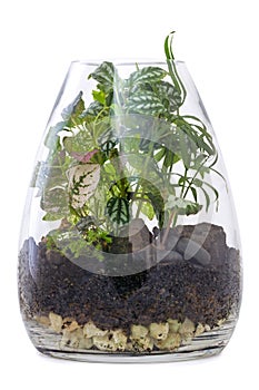 Terrarium Garden Isolated on White