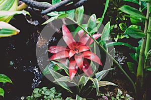 Terrarium Guzmania exotic tropical red flower tropical environment