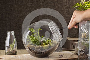 Terrarium photo