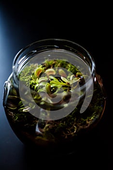 Terrarium made in a jar with carnivore plants