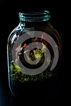 Terrarium made in a jar with carnivore plants