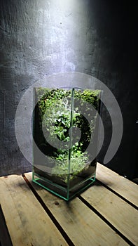 Terrarium mini glass photo