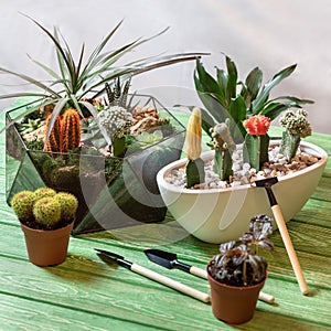 Terrarium, Moon Cactus, Succulent, mini shovels