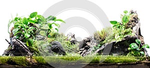 Terrarium or paludarium with moss for rainforest animals
