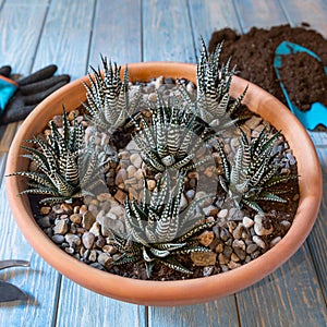 Terrarium plant in the ceramic pot