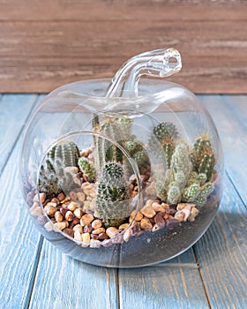 Terrarium plant in the glass