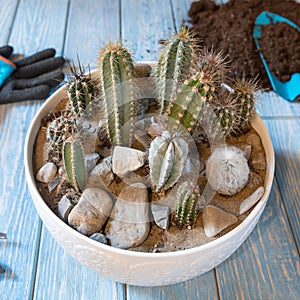 Terrarium plant in the glass pot