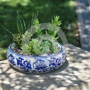 Terrarium plant with succulent, cactus in ceramic pot