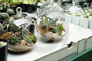 Terrarium plants photo