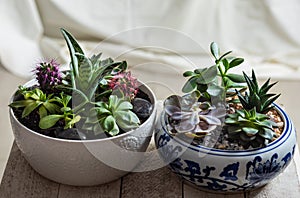 Terrarium plants in a ceramic pot