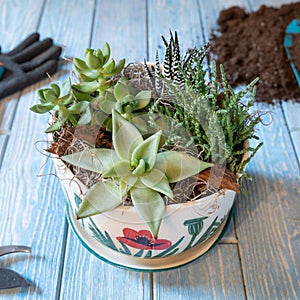 Terrarium plant in the decorated ceramic pot