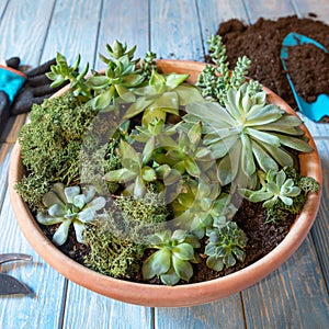 Terrarium plant in the ceramic pot