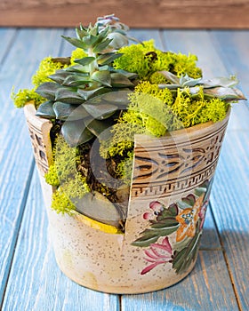 Terrarium plant in the half broken ceramic pot