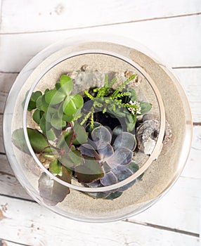 Terrarium with succulent plants