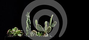 Terrarium with succulents and cactus in close.