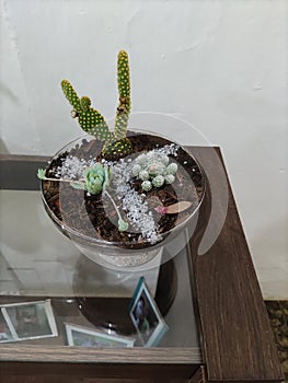 Terrarium - Suculenta and cacti photo