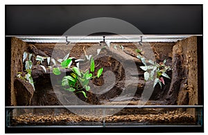 Terrarium to keep tropical jungle animals